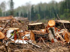 В Молдове рьяно вырубают леса: всему виной энергетический кризис
