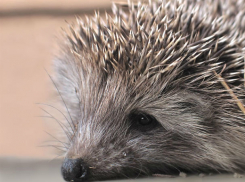 Жестокие издевательства над ёжиком в Кишиневе сняли на видео живодеры