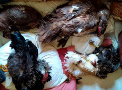 Украл кур, выпил - в тюрьму! Тяжелые будни приднестровских воришек