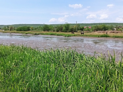 На реке Рэут массово гибнет рыба