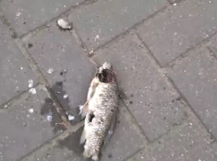Массовую гибель рыбы в пруду Валя Морилор сняли на видео