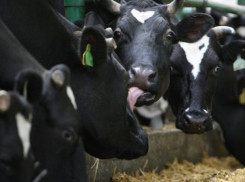 Битва за субсидии началась: стартовал прием заявок на 2018 год 