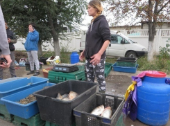 Неуловимый «полицейский» организовал незаконную торговлю рыбой и раками в Кишиневе