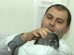 Сверхдорогих грызунов шиншилл стали разводить в Молдове вместо кроликов