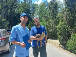 В одном из молдавских сел был найден и спасен маленький олененок