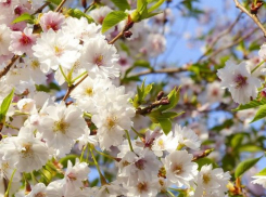 В четверг в Молдове потеплеет: опасность ночных заморозков сохранится