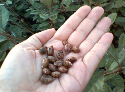 Девочка съела семена с цианидом и попала в реанимацию бендерской больницы