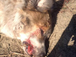 Жестокое убийство собаки в Теленештах вызвало бурные эмоции жителей Молдовы