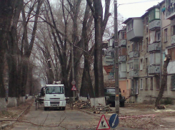 В Кишиневе продолжается вырубка деревьев: теперь на Ботанике