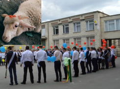 Садистская акция: ягненка с красной меткой на голове для расчленения вручили выпускникам в Кишиневе
