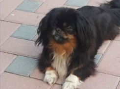 Радость в семье Валентины Булиги: нашлась ее похищенная любимица 