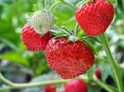 100 леев за килограмм - в Молдове начался сезон клубники