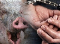 Убийства в Березках: появились новые подозреваемые