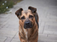 Около 900 человек пострадали от укусов бродячих собак в минувшем году