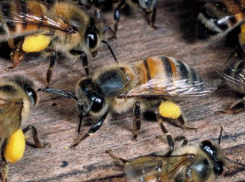 Жертвами смертельной атаки разъяренных пчел стали румыны