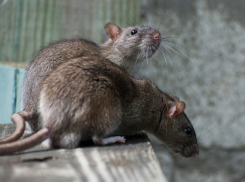 Огромные крысы на газонах Кишинева «обвинили» примэрию во лжи и попали на видео