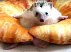 Видео отчаянно вырывающегося из западни «круассана» ежа возмутило пользователей