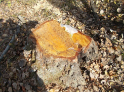 В понедельник на некоторых улицах Кишинева пройдет вырубка и чистка деревьев