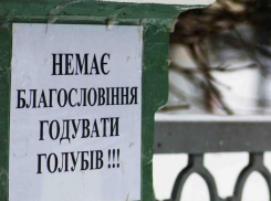 Запрет на кормление голубей без благословения ввели в знаменитой лавре