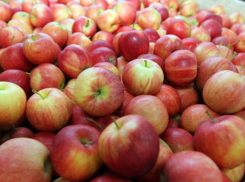 Яблоки уходят на сок: аграрии жалуются на рекордно низкие цены