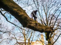 Пенсионер погиб, упав с ветки дерева, которую полез пилить