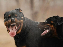 Разъяренные ротвейлеры растерзали мальчика в Тирасполе 