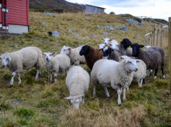В Молдове есть вакансии пастухов