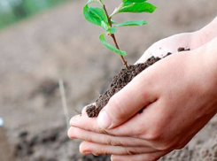 Стартует кампания по высадке деревьев