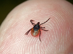 С ранней весной в Молдове раньше проснулись и клещи: рекомендации специалистов