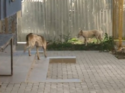 Ноги семилетней девочки растерзала свора собак в Кишиневе