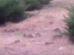 Наводнивших центр Кишинева крыс сняли на видео 