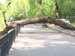 В парке «Валя Морилор» упавшее дерево перекрыло всю аллею
