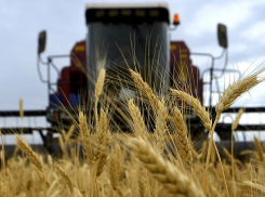 В Молдове ожидается высокий урожай пшеницы