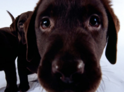 Шок! В Кишиневе собаке отрезали все лапы - бедняга передвигается на обрубках