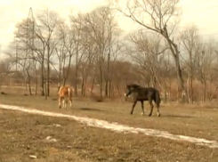 В Кишиневе полицейские целый день бегали за беспризорными лошадьми