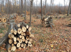 Десятки здоровых деревьев спилили в лесу между Кондрицей и Кэприяной