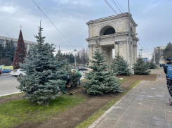 В самом центре Кишинева высадили голубые ели
