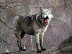 В Молдове зарегистрированы 4 случая бешенства, один из них - в муниципии Кишинев