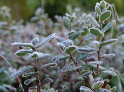 Заморозки до минус трех: 15 апреля в Молдове объявлен желтый код 