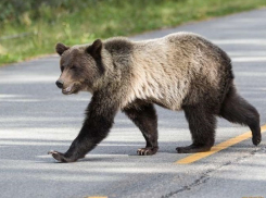 Раненый обозленный медведь спрятался в горах у популярного курорта