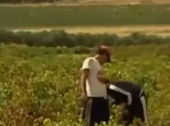 Рабами на итальянской ферме оказались 35 мужчин и женщин из Румынии