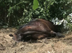 Ужасной смертью погибла лошадь в парке Валя Морилор