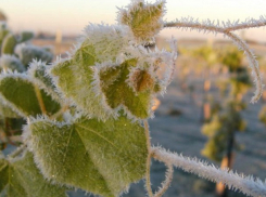 Во вторник в Молдову вернутся заморозки: объявлен желтый код метеоопасности