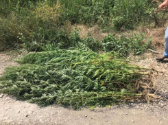 В Молдове продолжают находить крупные посадки конопли