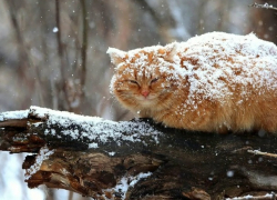 На севере Молдовы похолодает до -15 градусов