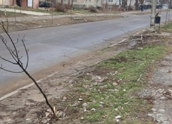 Минувшей ночью вандалы уничтожили аллею молодых саженцев на Ботанике