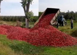 400 тонн яблок – в канаву: реалии молдавских фермеров