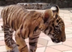 Издевательства над знаменитым тигренком в биопарке возмутили жителей Одессы