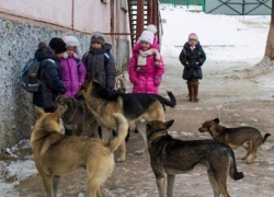 Стая голодных собак растерзала маленькую девочку под Одессой
