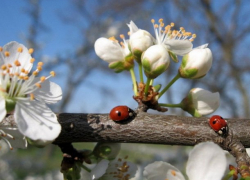 В пятницу в Молдове будет тепло и облачно 